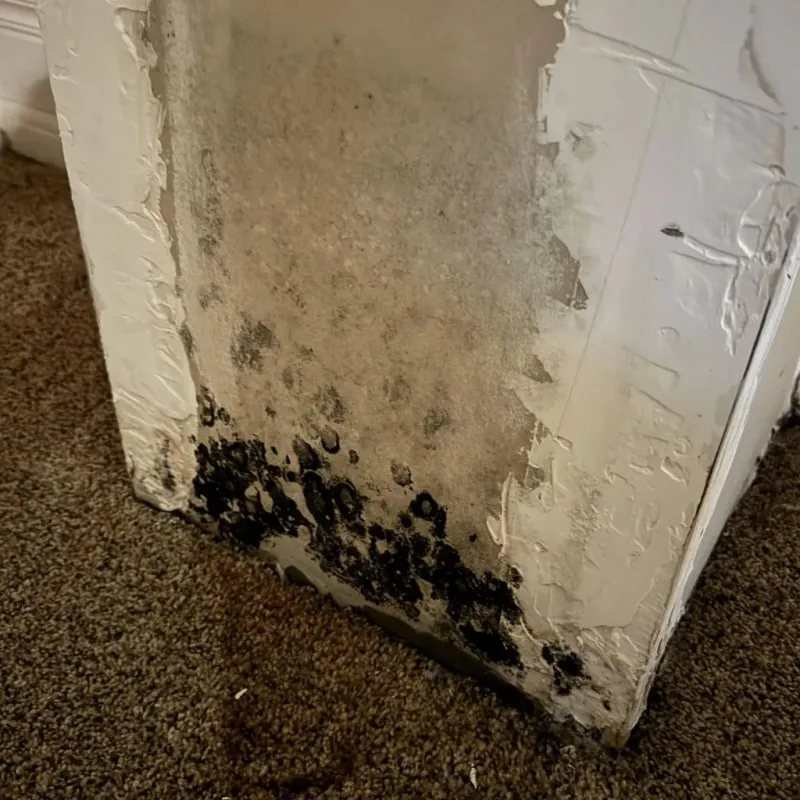 Professional Mold Removal in Chevy Chase, DC